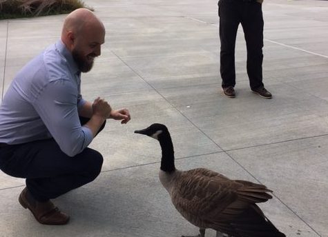 Mr. Bolger takes a picture of the goose, Marley.