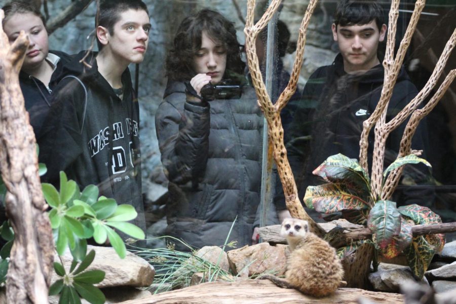 Caleb Tobin, Nicholas Palano, and Harris Jacques observe a meerkat at the National Zoo