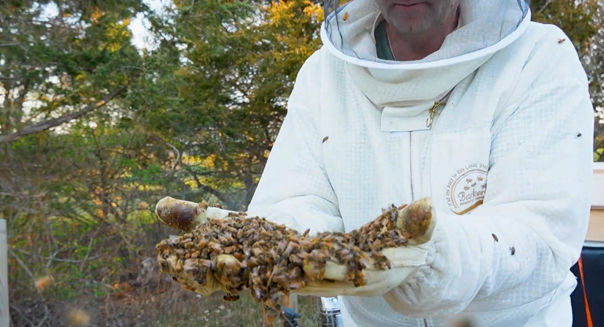 Honey Making Bees on MV
